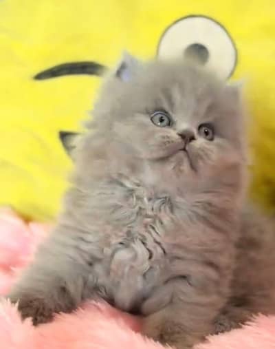Persian kittens