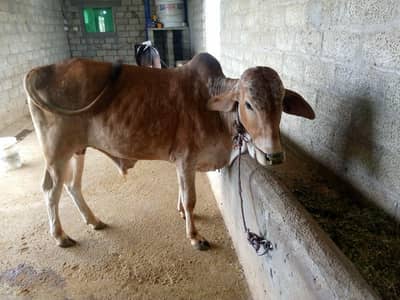 bull for sale in bewal sui hafiza (c. c. f)