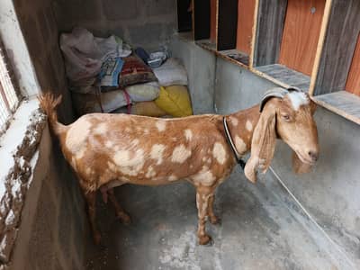 goat for sale