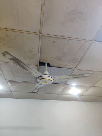 Fan for sale