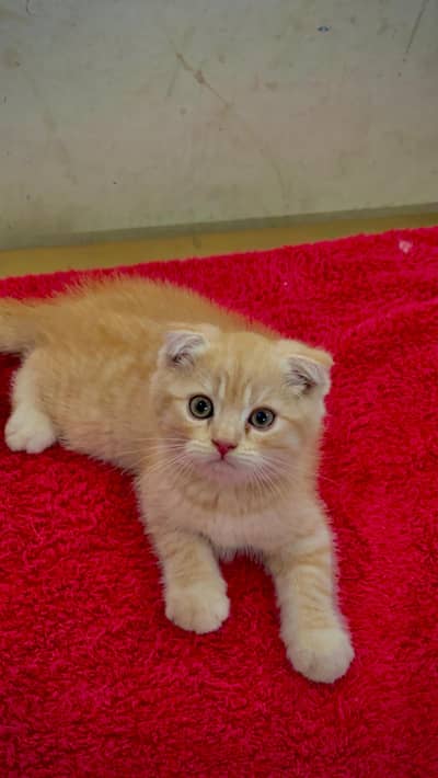 piki kittens_triple Coated|British shorthair kittens|scotish fold/peki
