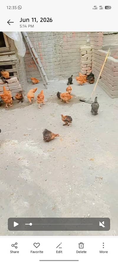 chick center