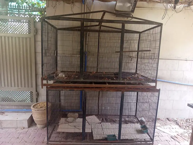 For  raw  parrots