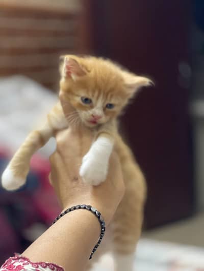 Doll face Persian kittens double coat