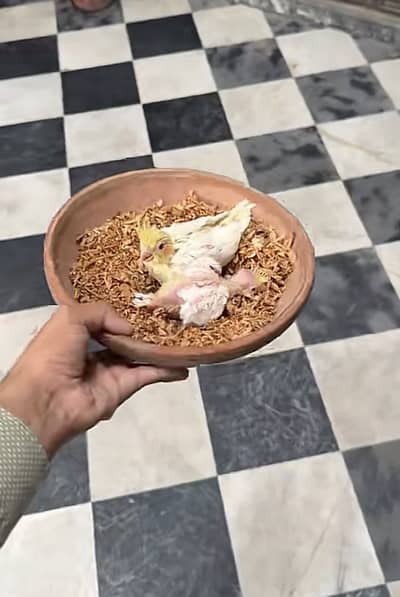 Cocktail chicks