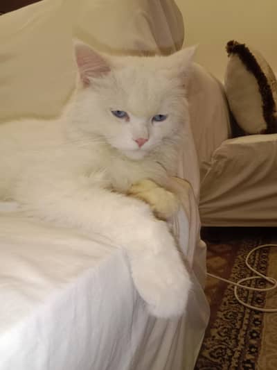 Urgent Persian cat with blue eyes to sale 