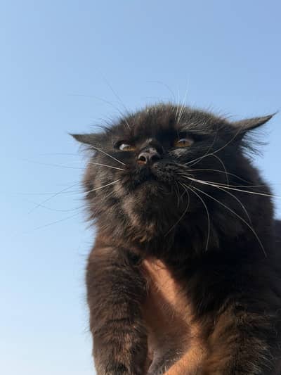 Purebred Dark brown Persian Female Cat | Triple Coated