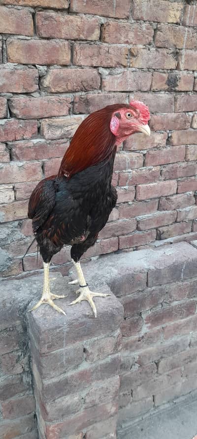 Lakha Aseel