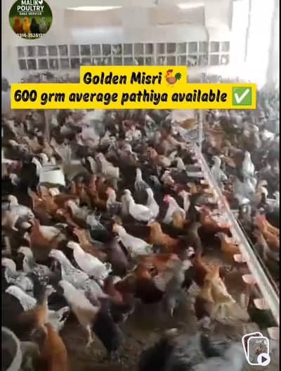 offer rate Golden Misri 600 650 grm pathiya patha mix available