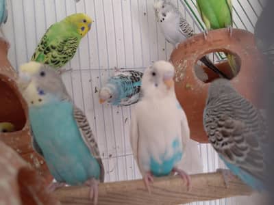 Australian budgie's for sale at reasonable price