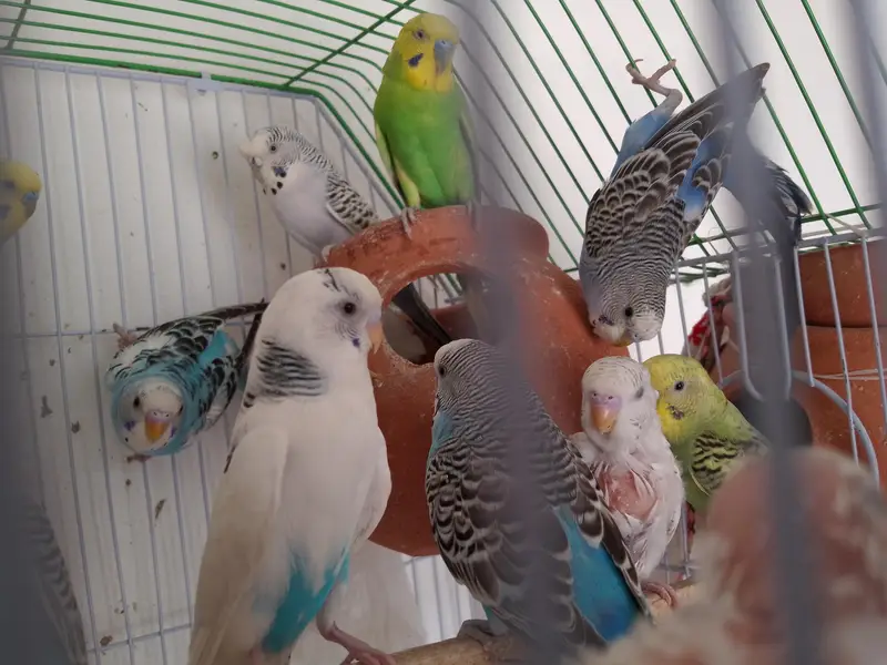 Australian budgie's for sale at reasonable price — photo 2