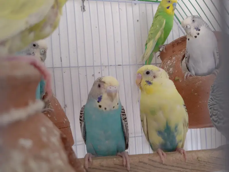 Australian budgie's for sale at reasonable price — photo 3