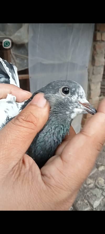 Birds for sale