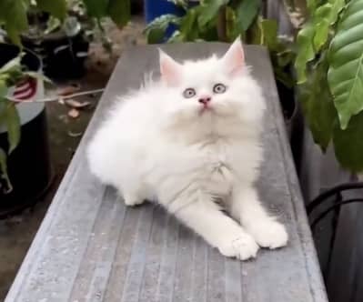 Quality Persian Punchface cat & kitten. moreWhatsApp 03314426573