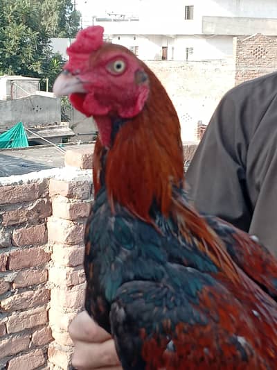 Aseel murgaRed black color bird for sale