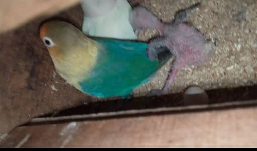 do Pyaar l love bird for sale