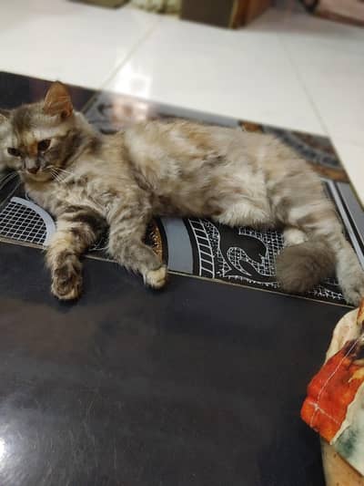 persian cat
