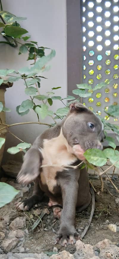 amercian pitbull imported quality purchased from ali shah chohan