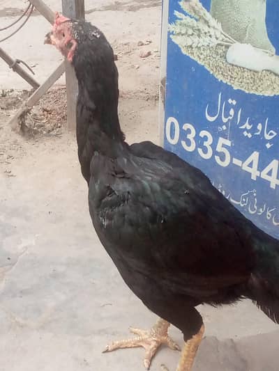 ek ankh say Kani hay
