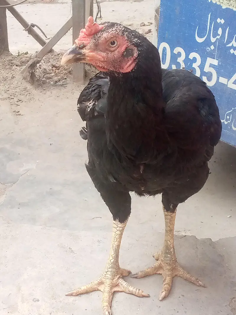 ek ankh say Kani hay — photo 2