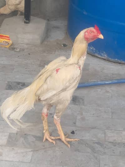 Aseel white shamo and white paper hen