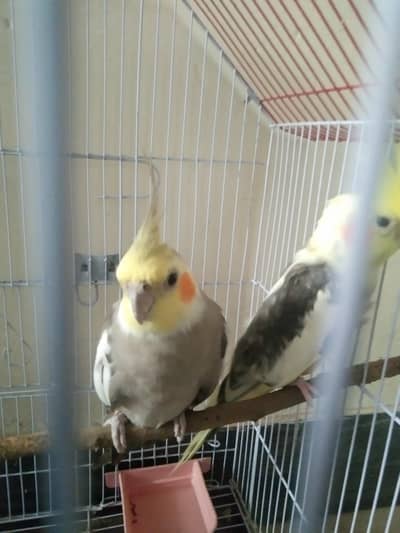 cocktail pair