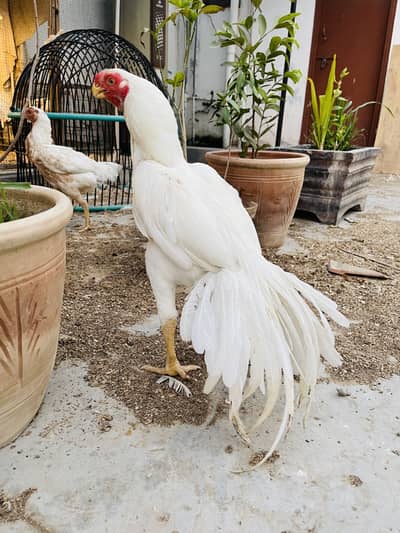 Top Quality Indian Parrot Beak White Long Tail Male For Sale.