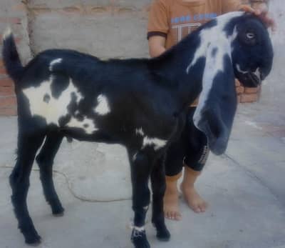 Beautiful Rajanpuri goat with two male kids. Healthy goat. 03068434561