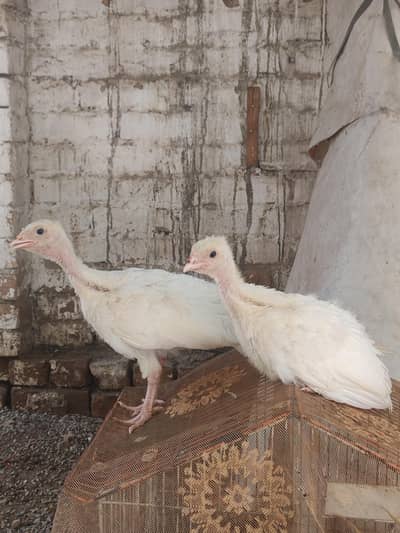 Turkey Pair