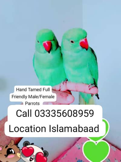 Single 5,500 Hand Tamed Friendly Green Ring Neck Male/Female Parrots