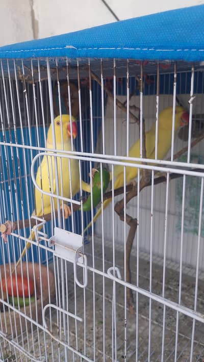 yallow ringneck