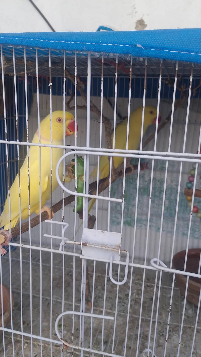 yallow ringneck 1