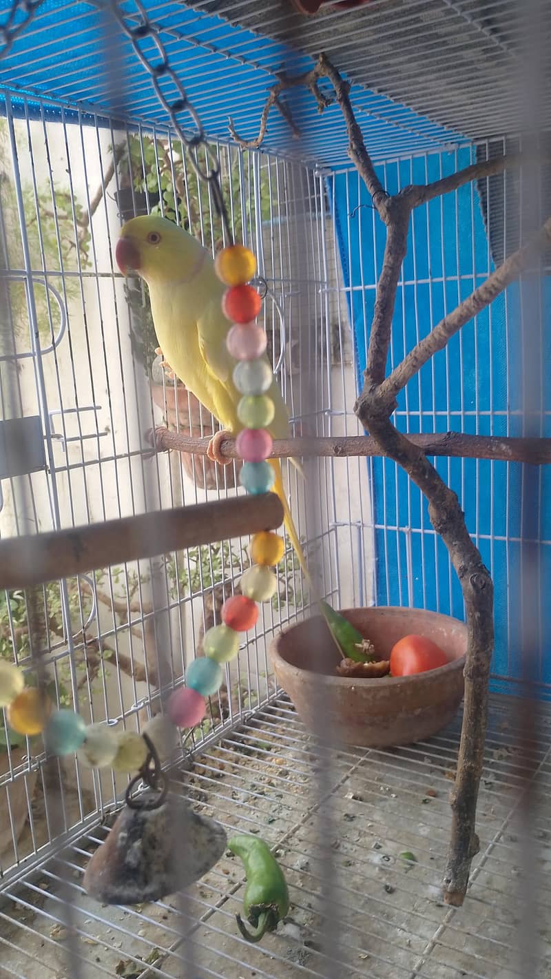 yallow ringneck 2