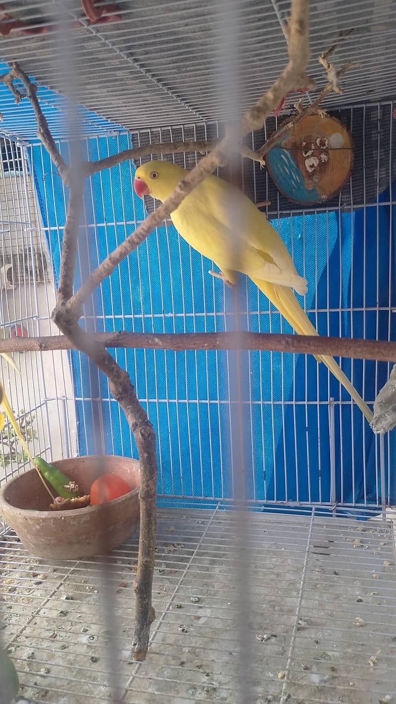 yallow ringneck 3