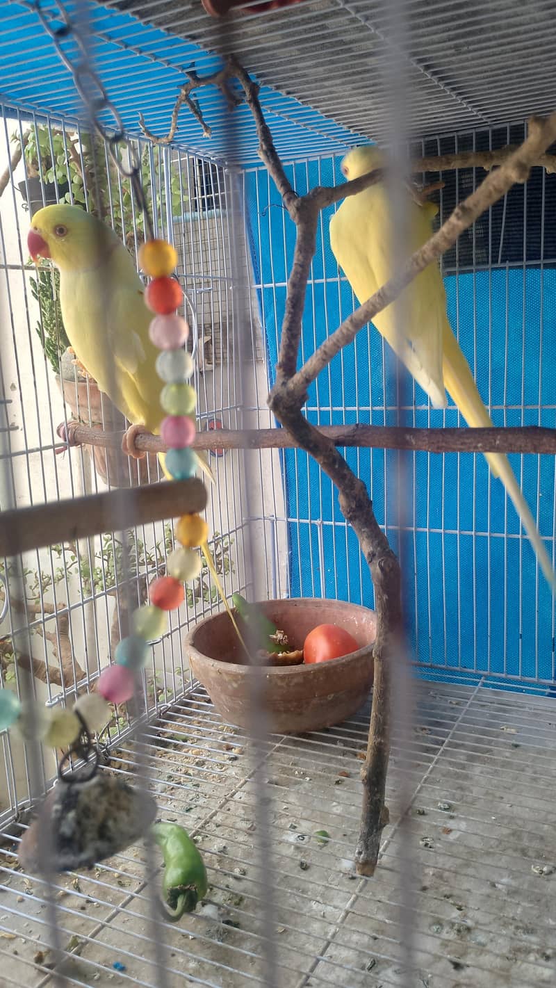yallow ringneck 4