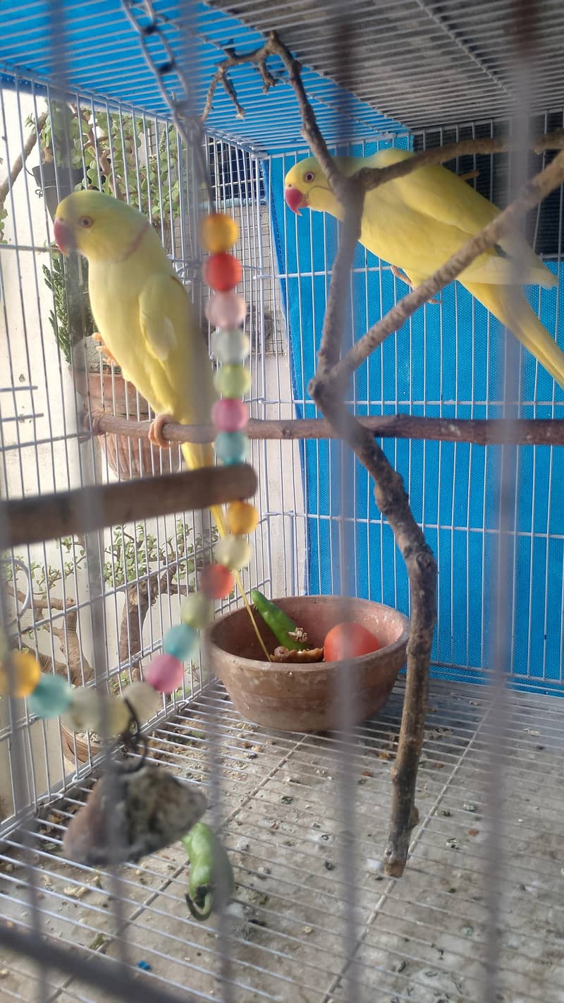 yallow ringneck 5