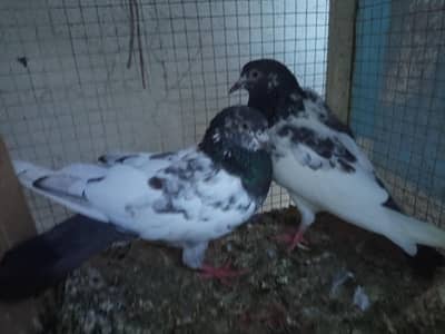 pigeon pair three