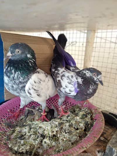 pigeon pair three