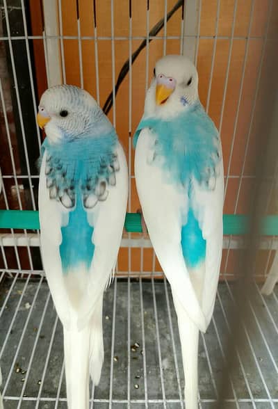 QUALITY BLUE PIED & SPANGLE MUTATION 3 SELF BUDGIES PIECES