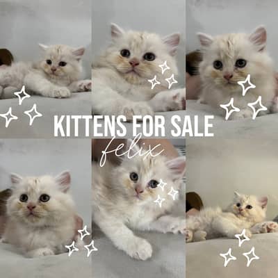 Elegant Persian Kittens — Variety of Colors Available