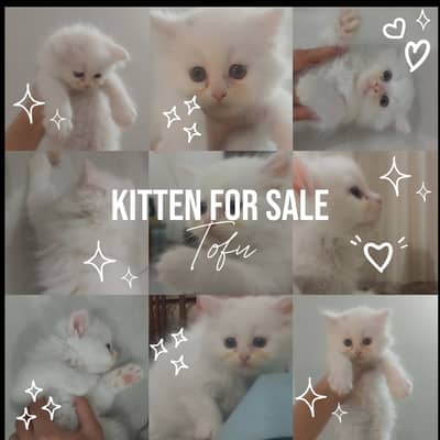 Fluffy white triple-coat male and female kitten available