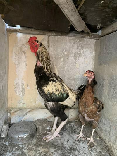 Aseel pair for sale