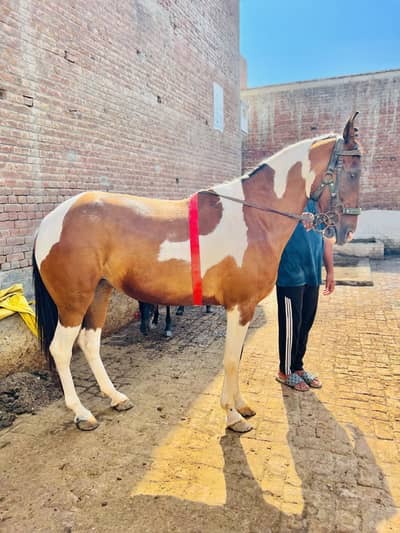 Female horse for sale