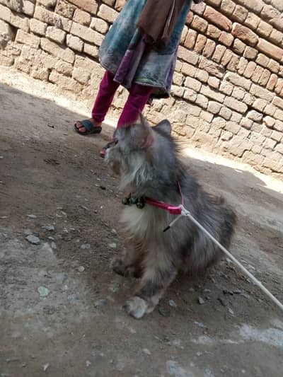 urgent sale Persian mix