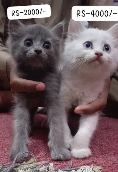 Cats for sale