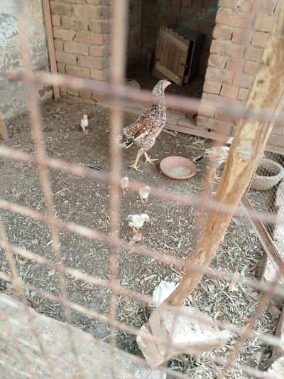 aseel murgi with chicks