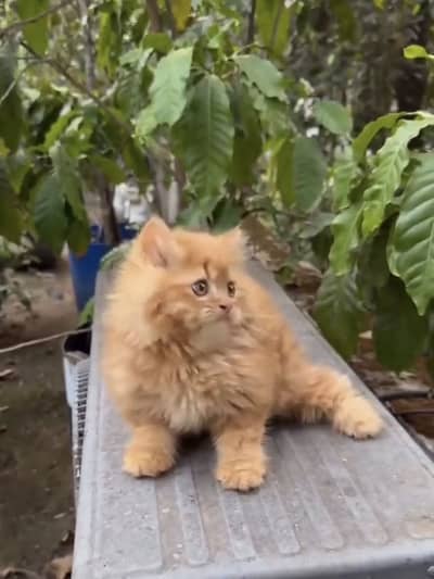 Quality Persian Punchface cat & kitten. moreWhatsApp 03314426573