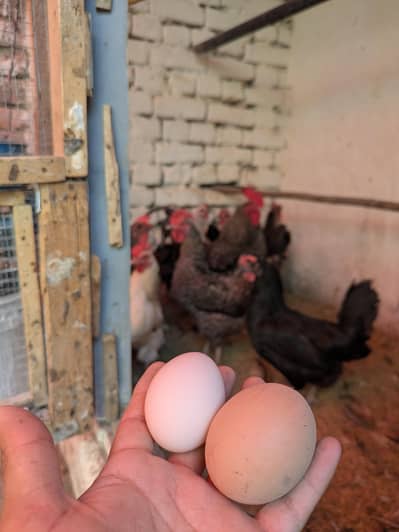Desi eggs (03444608899)