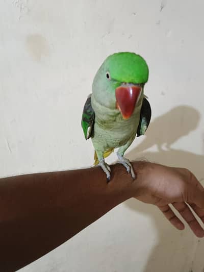 Alexandrine/Pahari Parrot