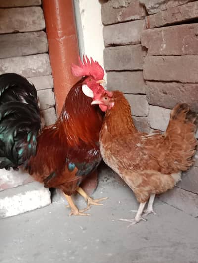 pair for sale .  03330031118 watsap Mobile number